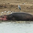 Hippo Wildlife