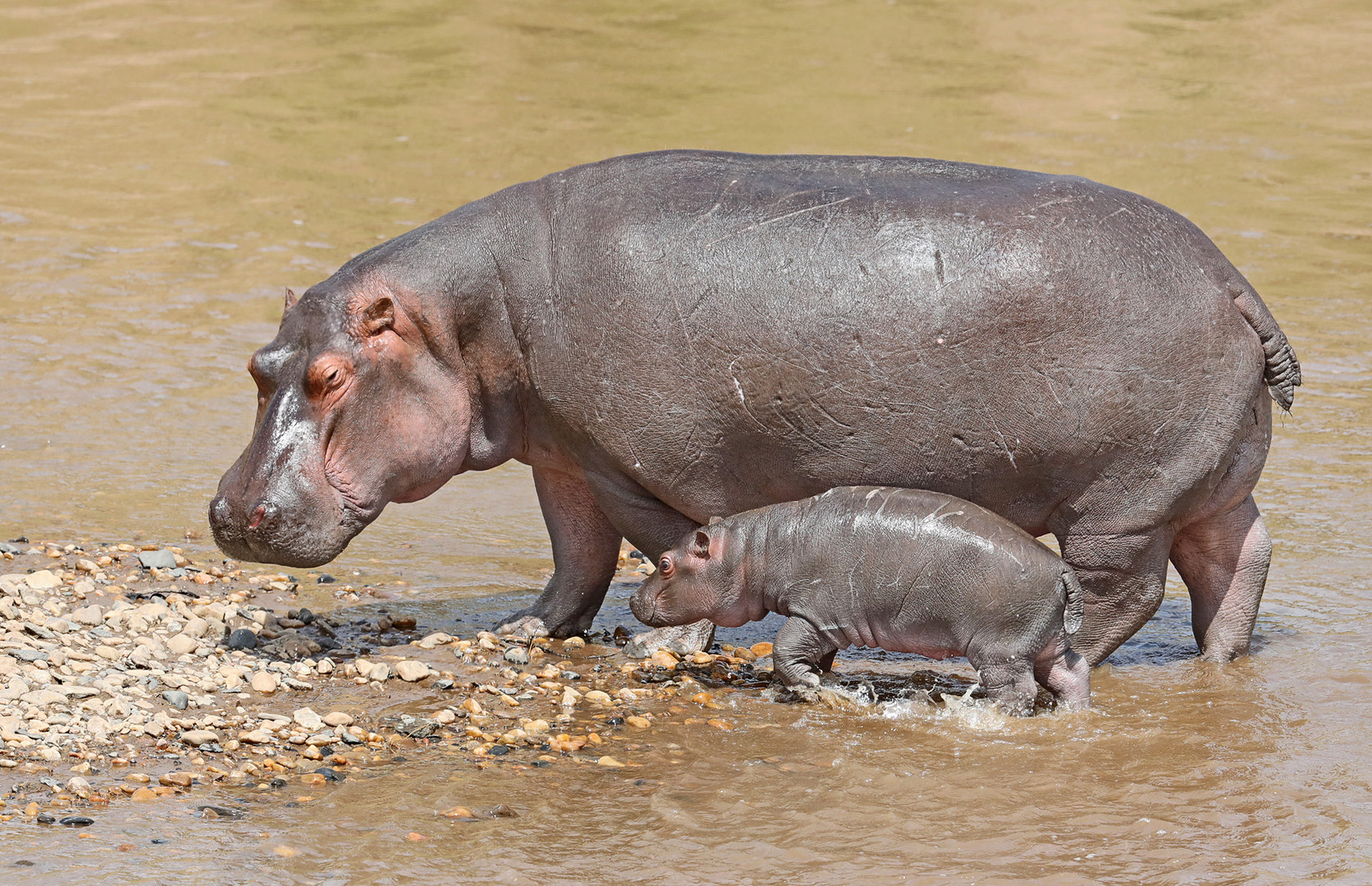 Hippo with child