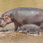 Hippo with child