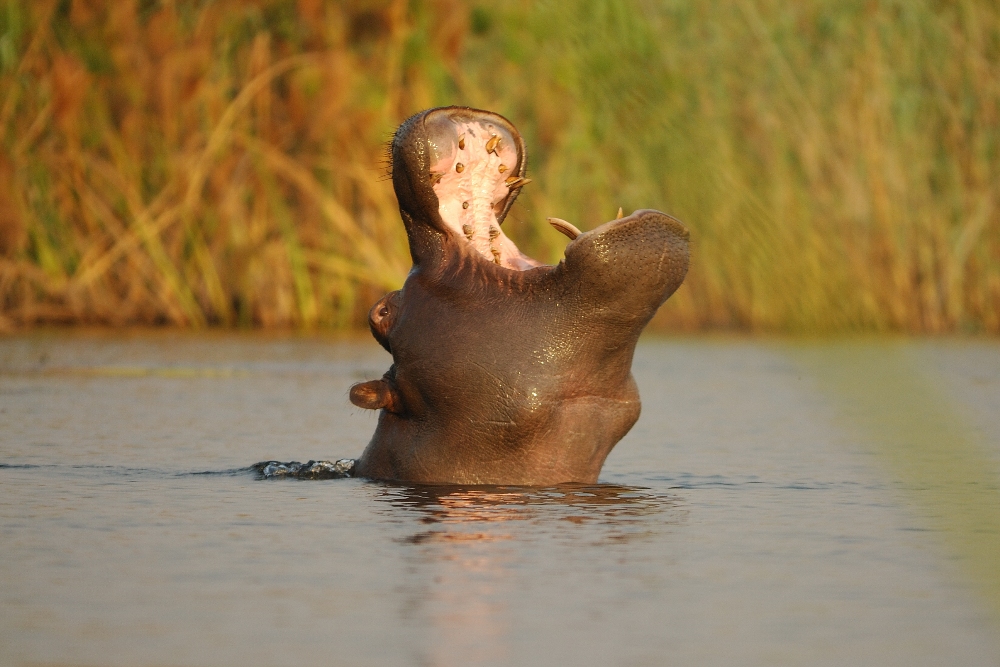 Hippo Yawn