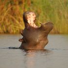 Hippo Yawn