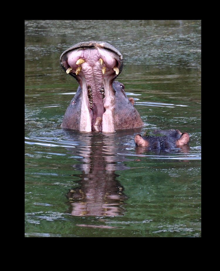Hippo Yawn