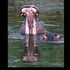 Hippo Yawn