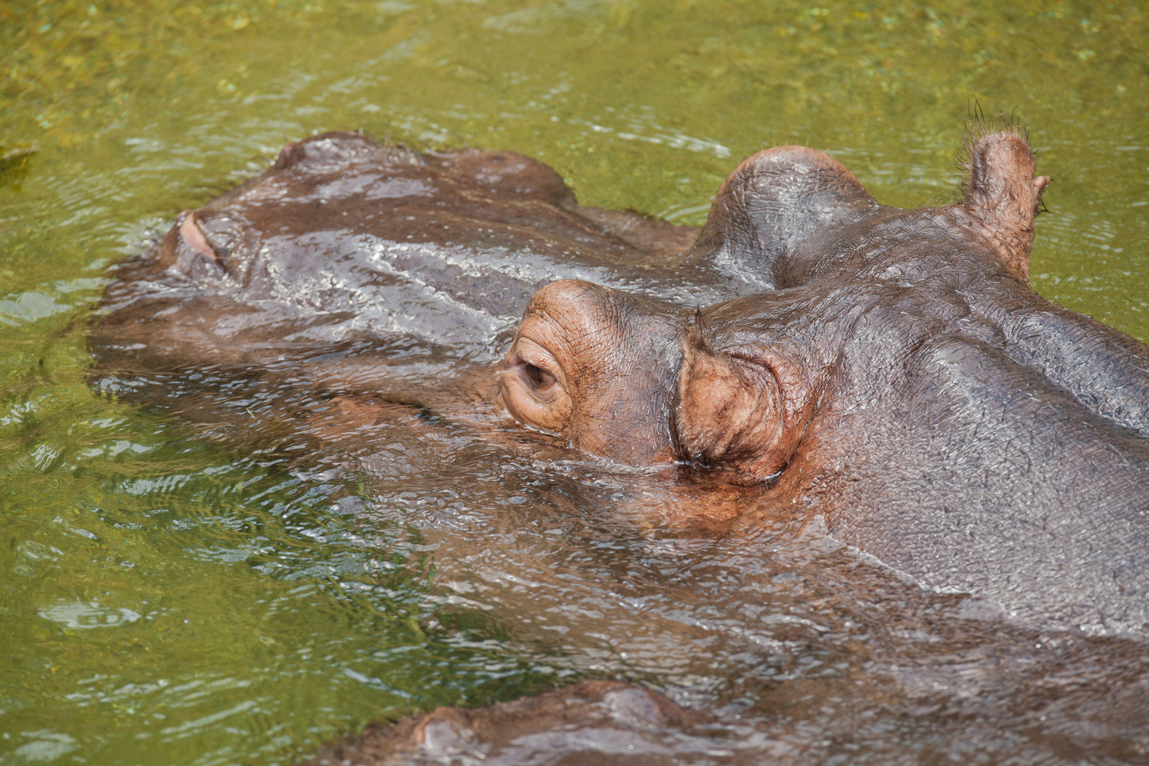 Hippo Zoo Köln