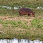 Hippo_1