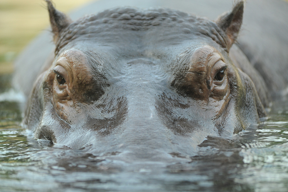 Hippo_1