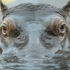 Hippo_1