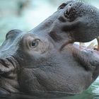 Hippo_2