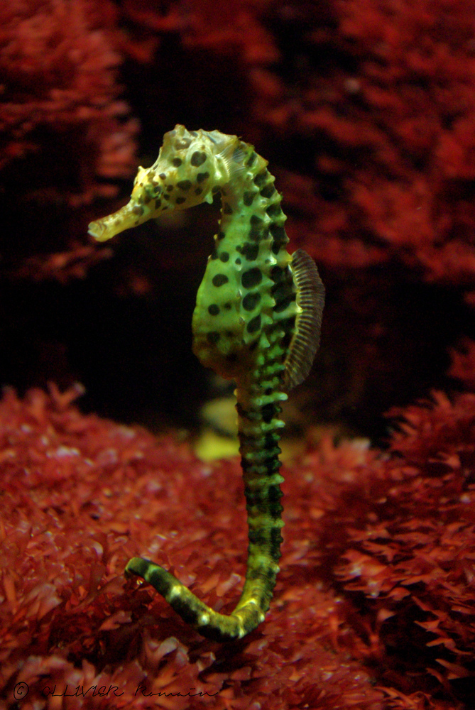 hippocampe au zoo de bale