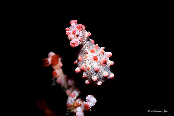 Hippocampus bargibanti