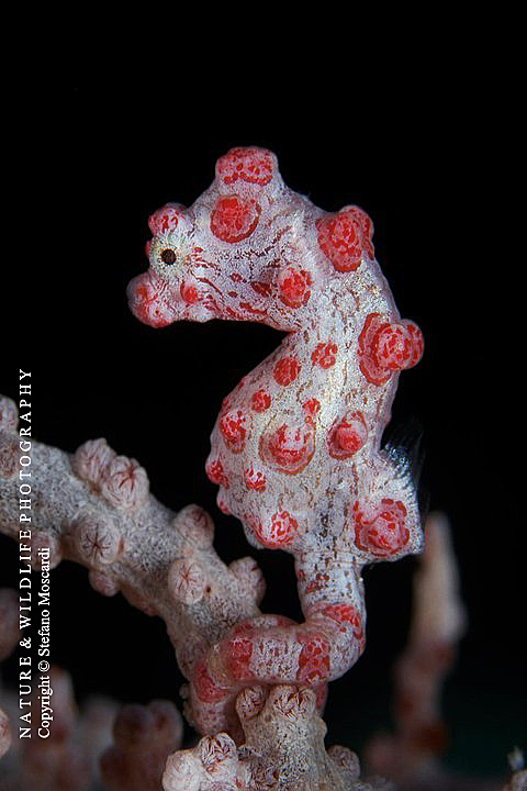 Hippocampus bargibanti - Irian Jaya (Indonesia)