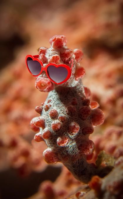 Hippocampus Blitzdingsii (Weibchen?)