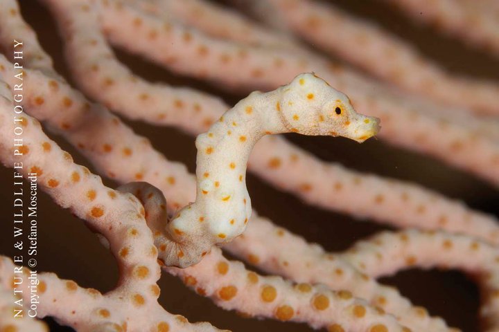 Hippocampus denise - Uepi (Solomon Islands)