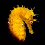 Hippocampus guttulatus con snoot