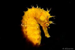 Hippocampus guttulatus con snoot