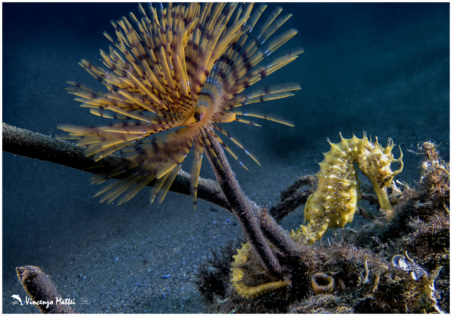 Hippocampus guttulatus e Sabella spallanzanii