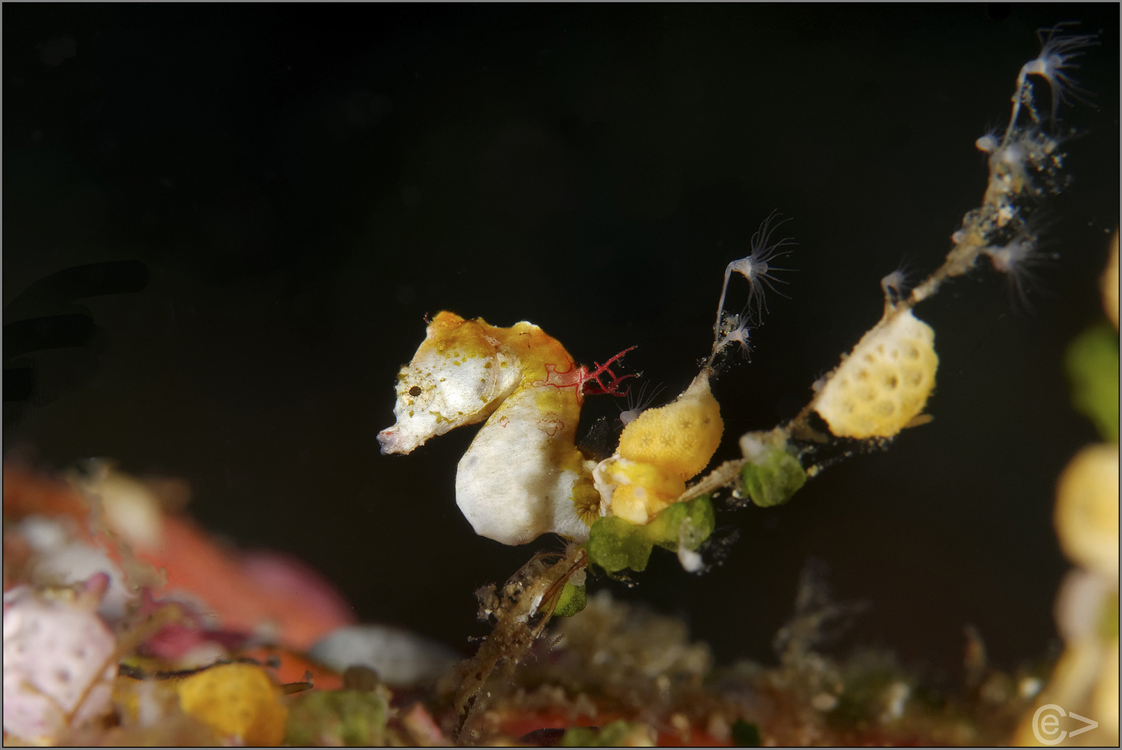 Hippocampus pontohi