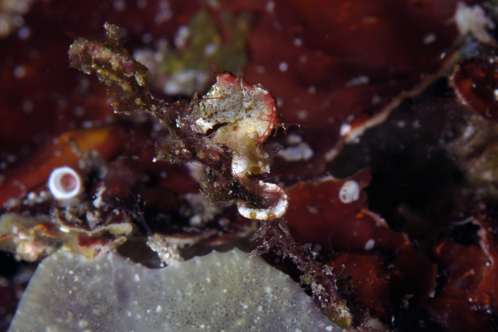 Hippocampus pontohi - Raja Ampat