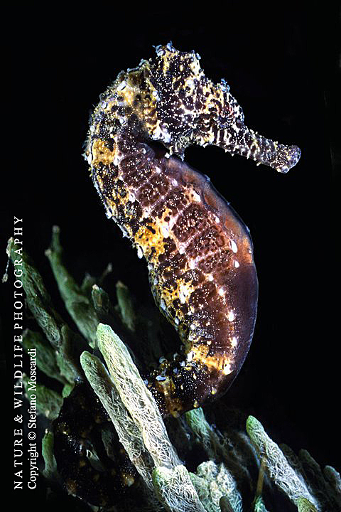 Hippocampus taeniopterus - Cebu Is. (Philippines)