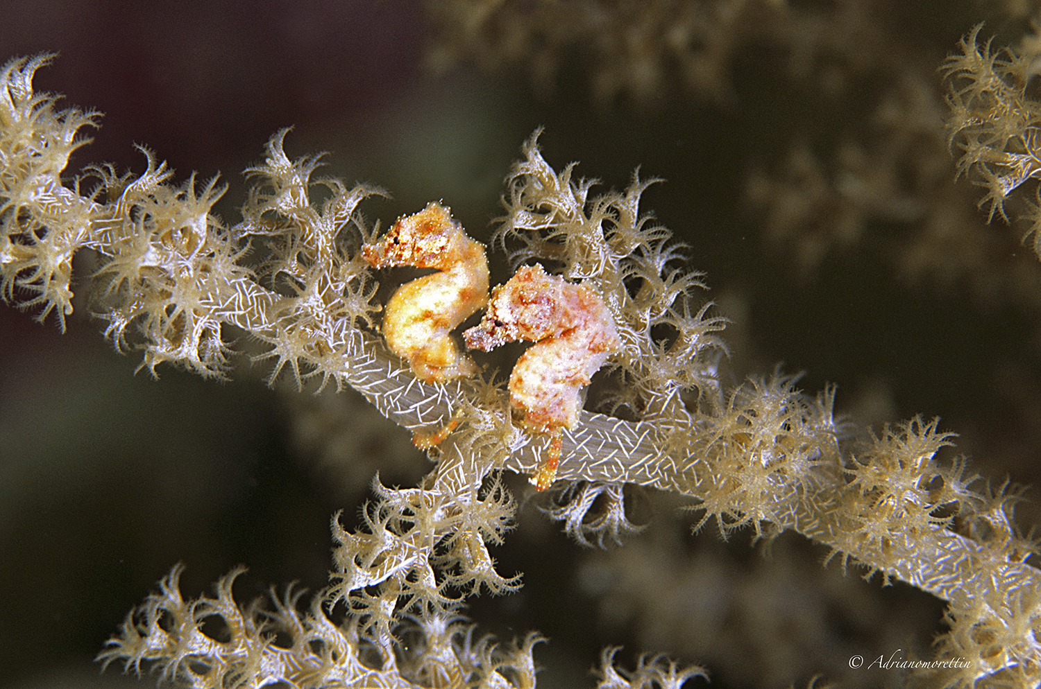 Hippocampus waleananus - Walea soft coral pigmy seahorse