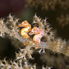 Hippocampus waleananus - Walea soft coral pigmy seahorse
