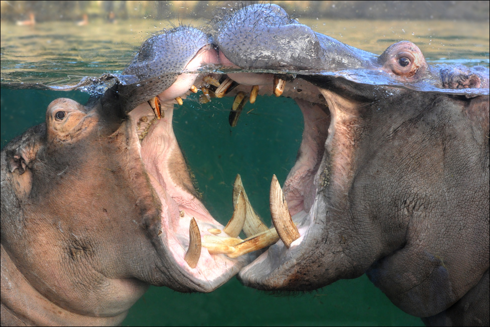 Hippodom Kölner Zoo