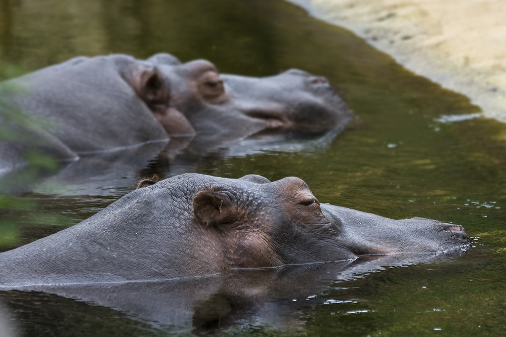 Hippodrom Kölner Zoo Nilpferde