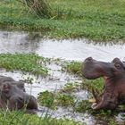 Hippofamilie im kleinen Tümpel