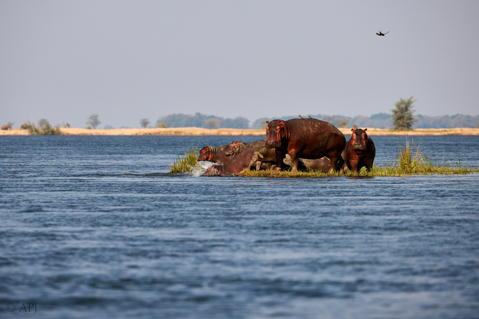 Hippoinsel