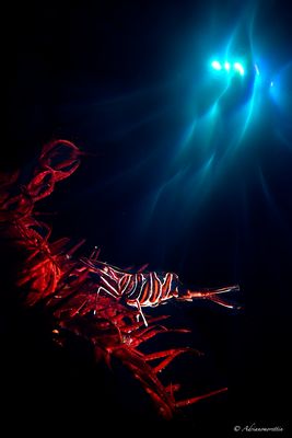 Hippolyte doppia esposizione