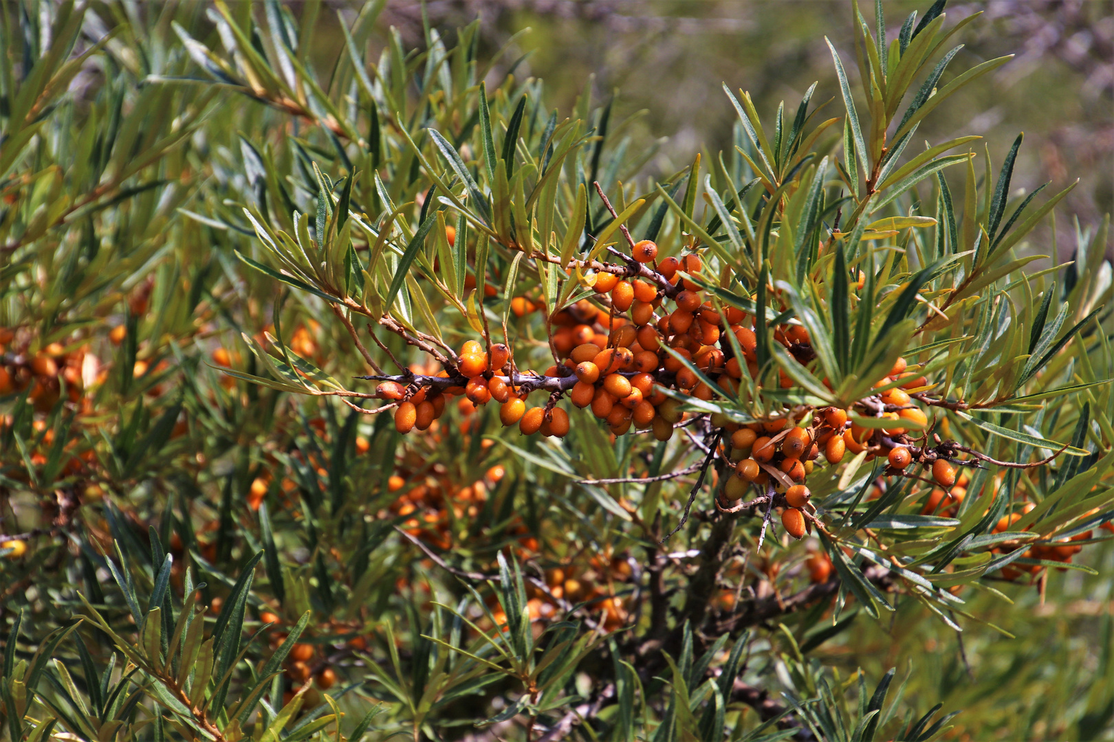 Hippophae rhamnoides