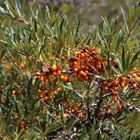 Hippophae rhamnoides