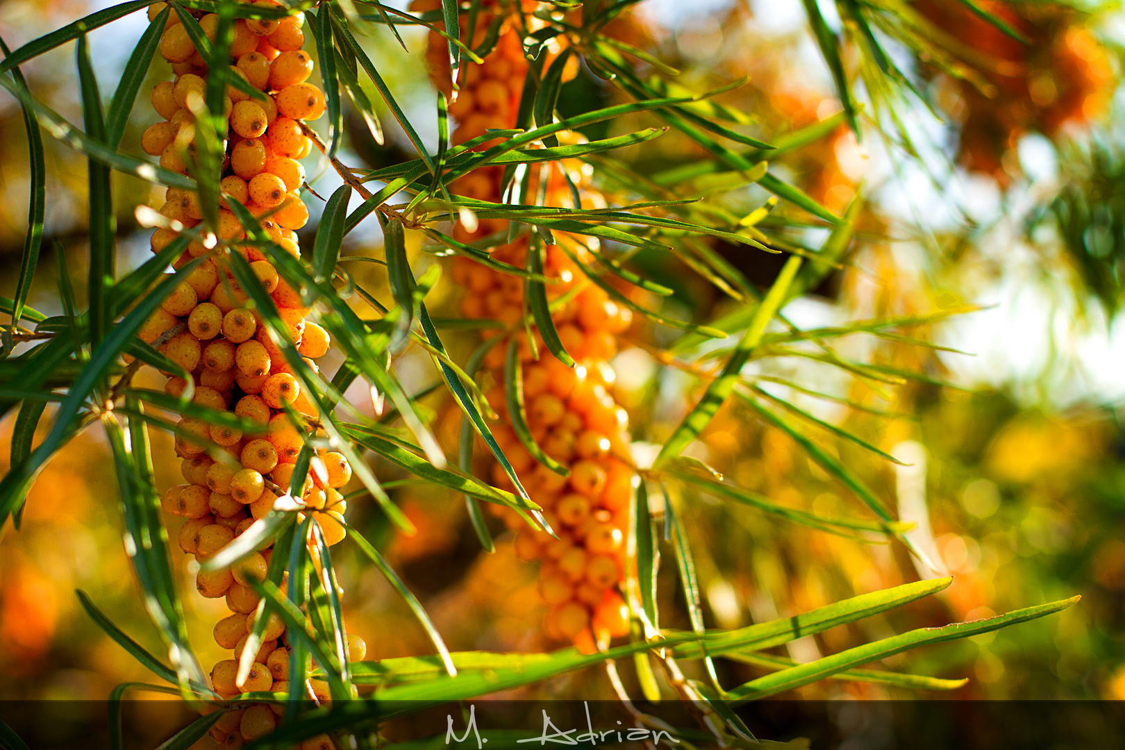 Hippophae rhamnoides - Sanddorn