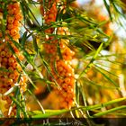 Hippophae rhamnoides - Sanddorn