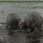 Hippopopos