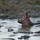 Hippopotame 1