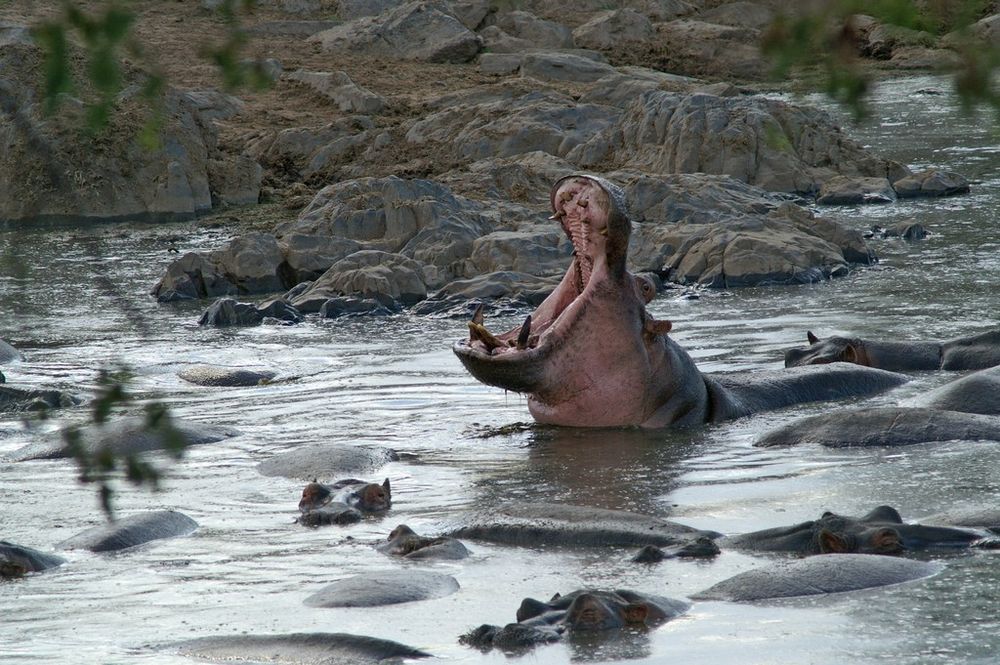 Hippopotame 1