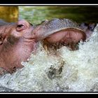 hippopotame