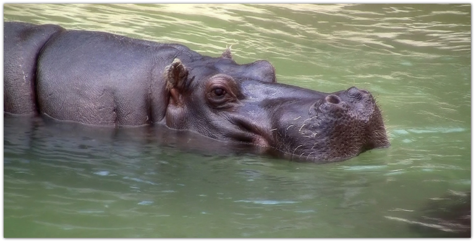 Hippopotame