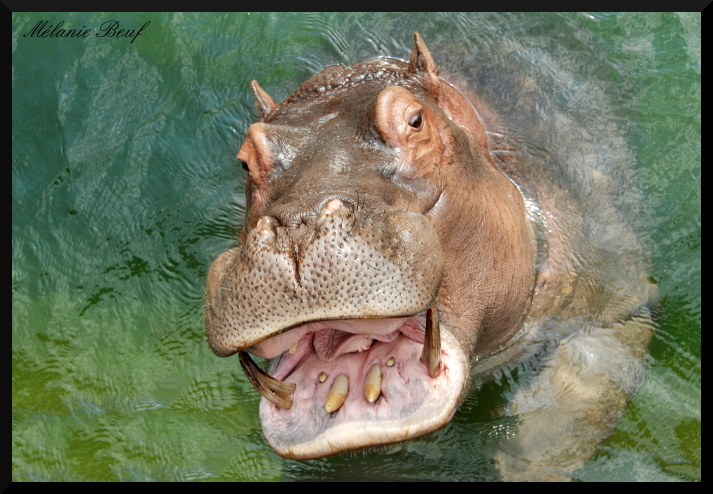 Hippopotame