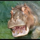 Hippopotame