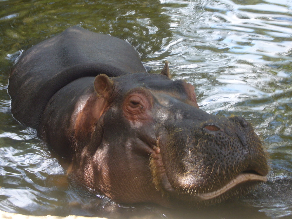 hippopotame