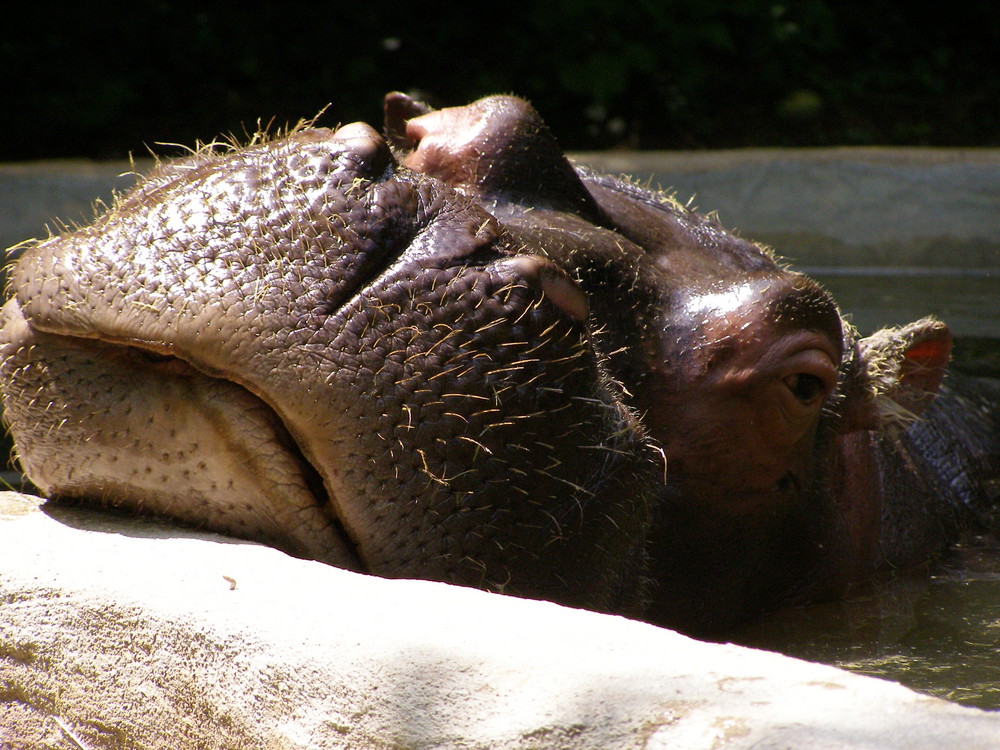 Hippopotame