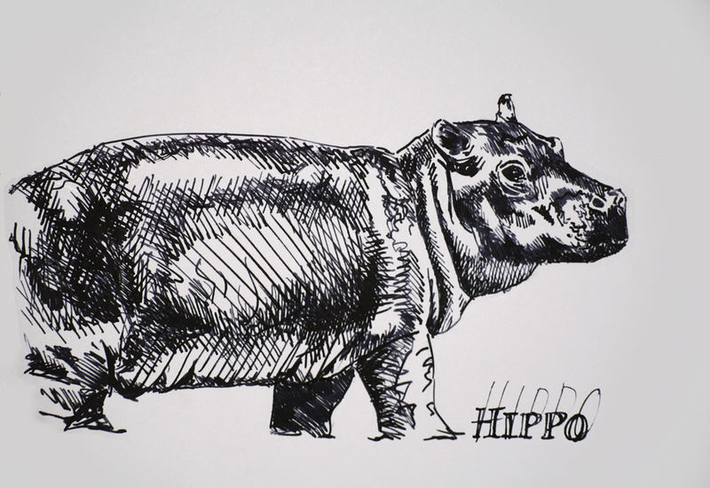 hippopotame