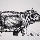 hippopotame