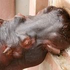 hippopotame monegasque