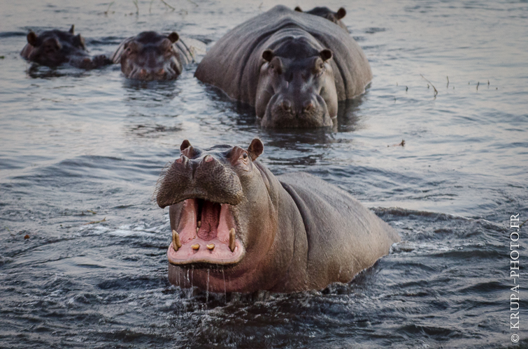 Hippopotames au Parc National de Chobe, Botswana