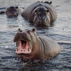 Hippopotames au Parc National de Chobe, Botswana