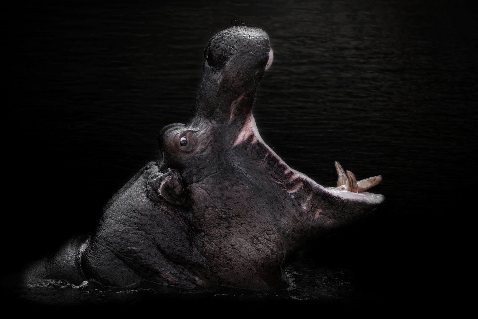 Hippopotamus