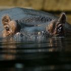 Hippopotamus